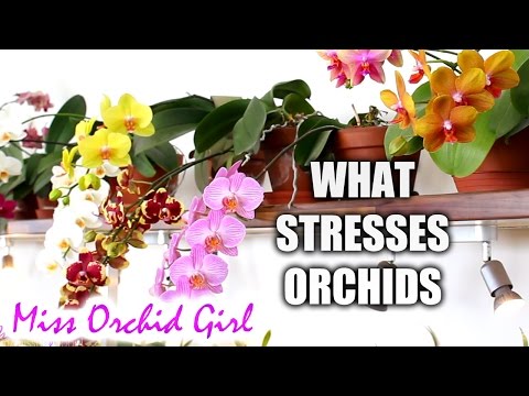 Vidéo: Problems Growing Orchids - Common Ravageurs, Maladies & Problèmes environnementaux avec les orchidées