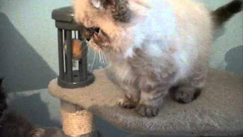 Video 512561: tabby persian kitten, tabby point