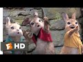 Peter Rabbit - Berry Blast Scene | Fandango Family