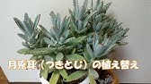 夏に強い多肉植物 カランコエ月兎耳 黒兎耳の育て方 くまパン園芸 Youtube