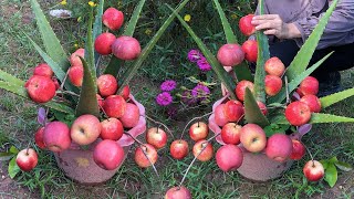 The best way to Aloe Vera tree with apple fruit for maximum yield | Growing Aloe Vera