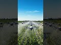 AI Drones are TAKING OVER USA Farms! 🤯🚁 #ShortsNo Tractors Needed?! The Future of Farming 🇺🇸✨