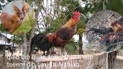 qaib dib dib tuaj zoo tseem tuaj kauv thiab