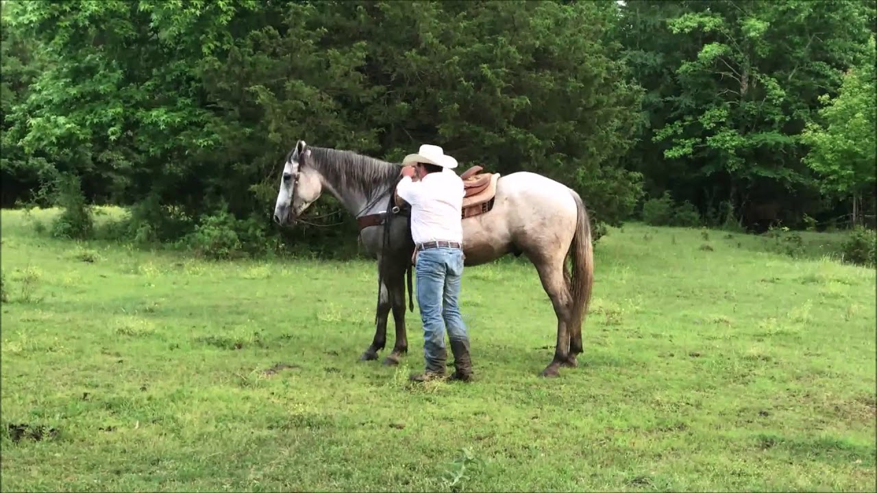 Pitzer Ranch 2020 Spring Sale Lot # 111 DASH N KING SLIDE - YouTube