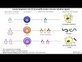 Lecture 3c innate lymphoid cells