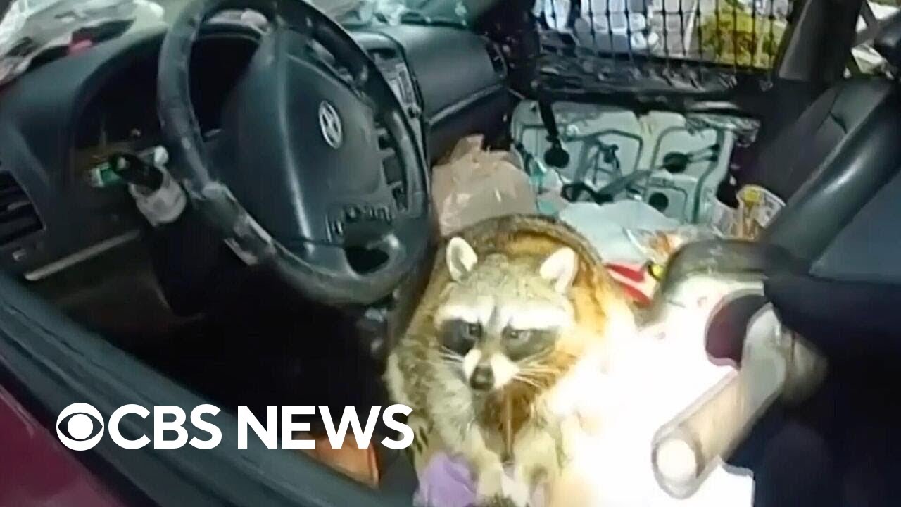 Pet raccoon caught with meth pipe during traffic stop in Ohio