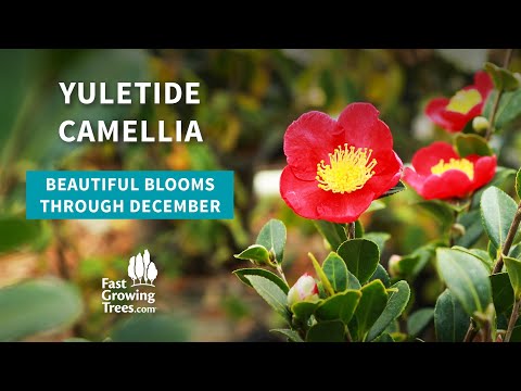 Video: Bright Red Winter Blooms - Winter Blooming Juletide Camellia