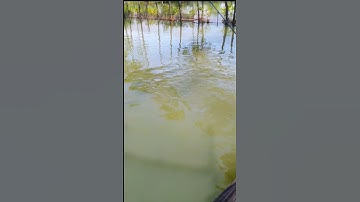 fenomena ikan belanak,,,dipancing ngak makan,,, solusinya gimana ya....???#shorts#mancingblanak