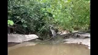 Great Blue Heron Flying Close Up