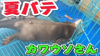 カワウソしゃもじ、夏バテで扇風機の魔力にとりつかれる。