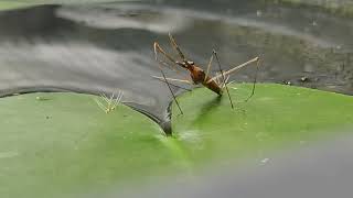 Ranatra Linearis Laying Eggs