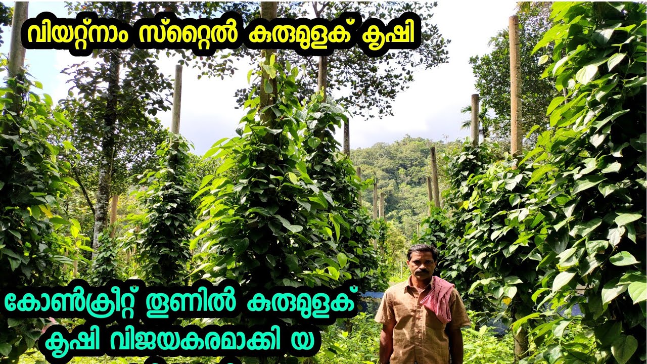 വിയറ്റ്നാം സ്റ്റൈൽ കുരുമുളക് വിജയകരമാക്കി pepper cultivation  Vietnam style 