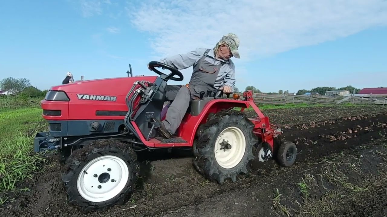 Копка картофеля 2025 и сидераты