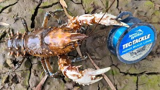 How to catch crayfish with meat and string 