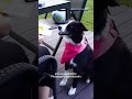 #heldenhunde - Wie ist das Leben mit einem Pädagogik-Begleithund?
