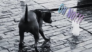 Cute Blue Staffy Goes Walkies Snippet