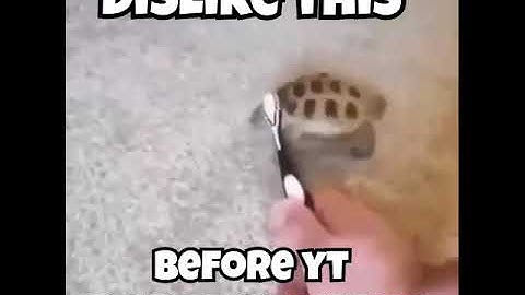 This video has 1.1k dislikes