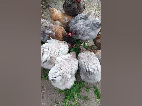 Для лучшей яйценоскости даю курам несушкам ежедневно белый клевер # ...