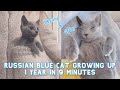 My Russian Blue Cat growing up | 1 Year in 9 Minutes💕
