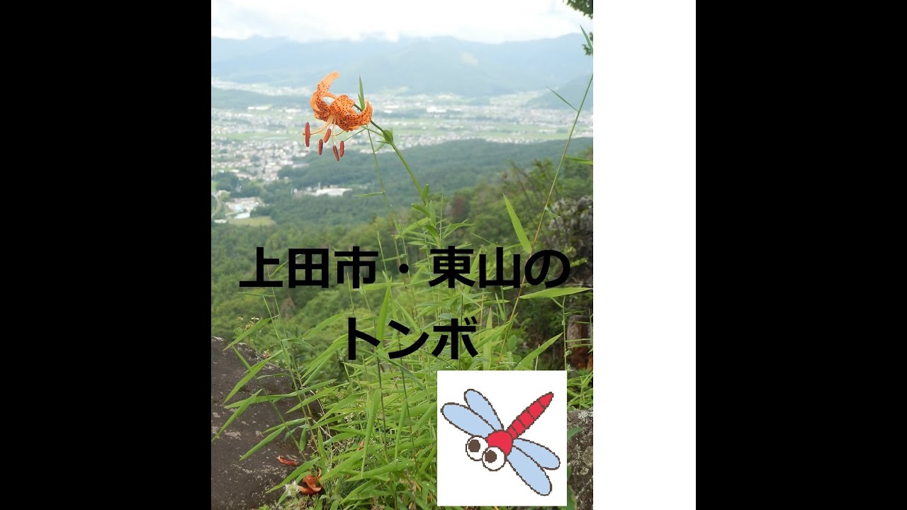上田市・東山のトンボ （マダラヤンマ情報など） - YouTube