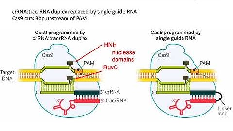MCB 182 Lecture 4.4 - CRISPR-Cas9 overview