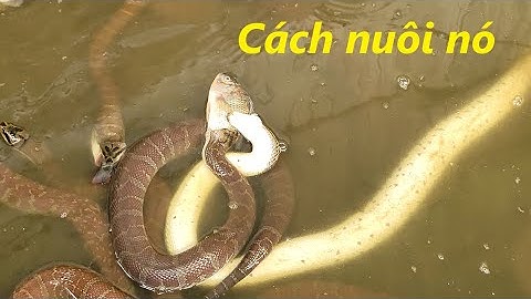 Cách tôi đã nuôi rắn ri cá 2025
