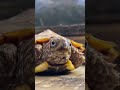 THE CUTEST TURTLE ON THE INTERNET IS BACK! E.T. the Extraordinary Turtle #shorts