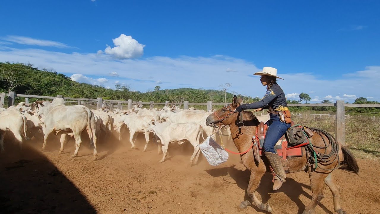 2 DIAS PUXADOS NA LIDA! O gado deu muito trabalho