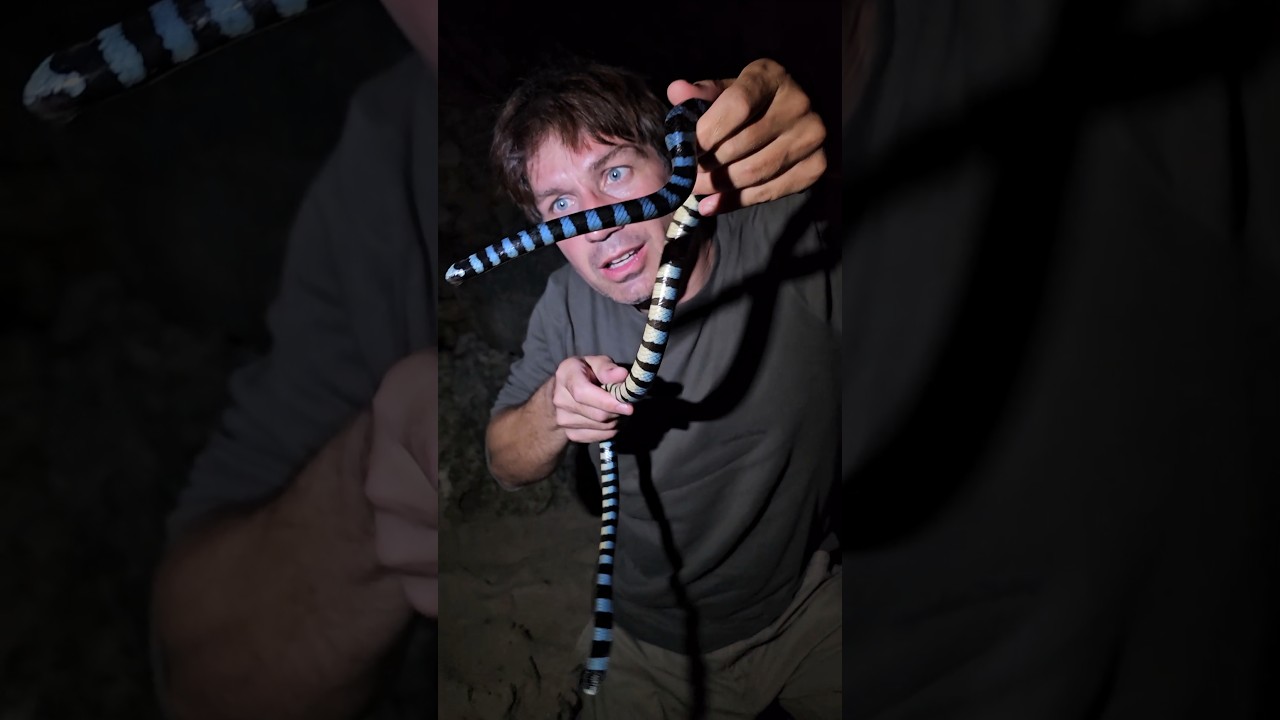 Blue Sea Krait! Venomous!