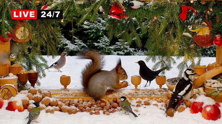 🔴24/7 LIVE CAT TV NO ADS😻 White Xmas with Red Squirrels & Colorful Birds