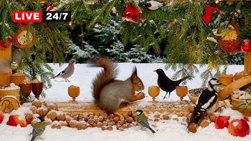 🔴24/7 LIVE CAT TV NO ADS😻 White Xmas with Red Squirrels & Colorful Birds