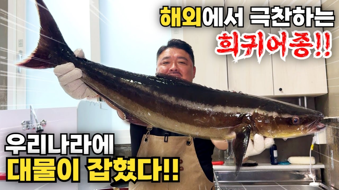 유튜브 최초! 해외에서 극찬하는 최고급 생선이 우리나라에 대물 사이즈로 잡혔다!!