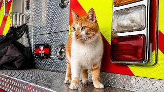 This Homeless Cat Chose Firefighters as His New Family