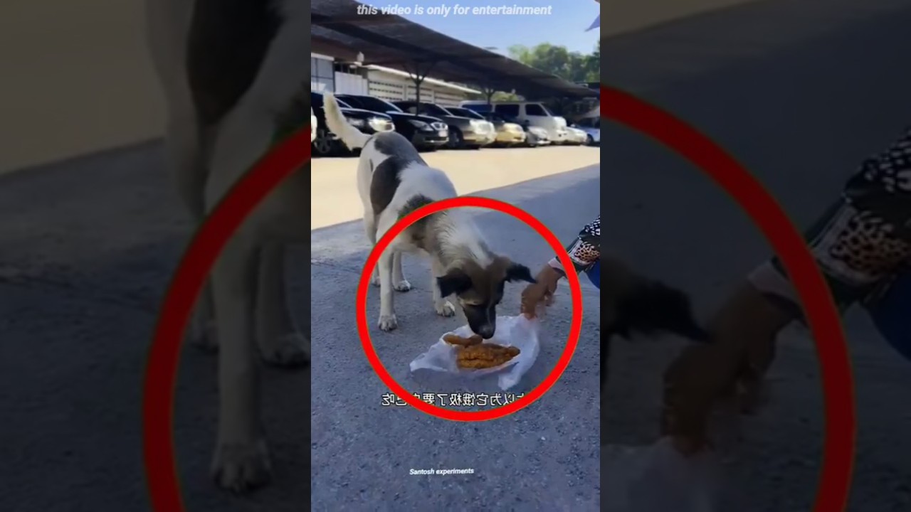 😭 Dog’s Sacrifice for Her Babies Will Melt Your Heart! 