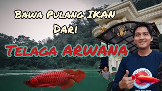 Unboxing Arwana Blue Base dari Telaga  Chip Arwana  #superredarowana #chiparwana