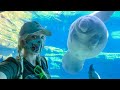 SeaWorld Orlando BEST UNDERWATER Viewing Areas for Dolphins, Manatees, Sharks,Turtles & More!