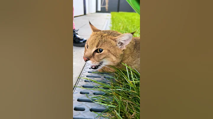 Watch the video about Conversations between Boss the reed and Linukhi the chausie 😹