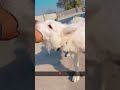#funny #viral #mastitime #dogshorts #dogvideos #dogloyalty #dogtraining