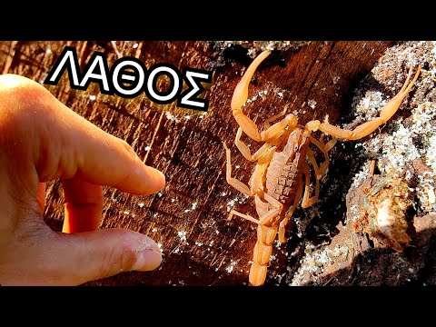 Βίντεο: Τι τρώει ο σκορπιός;