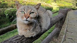 На перилах спал бездомный кот, поэтому, когда я сел рядом с ним, я поехал на коленях