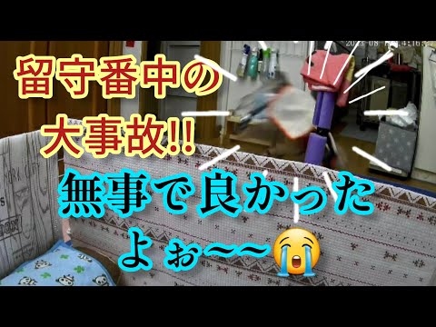 【目を疑う光景】留守番中に事故が起きてしまいました!
