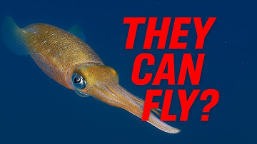 Squids Can Fly!?