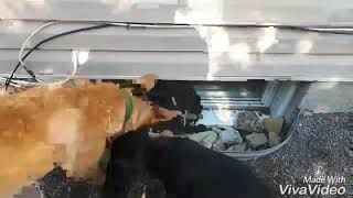 Fosters and medical hold of Freedom Dog Rescue Ottawa - Molly, Folly, Gordy and Todd playing