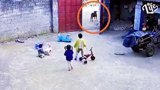 Boy STANDS UP to a COW to Protect Sisters from Intruder by Lifessence 92 views 2 years ago 1 minute, 33 seconds