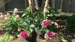Home Gardener - Why Aren't My Hydrangeas Blooming?