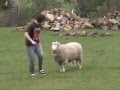 Lucas Mac Sheep Attack