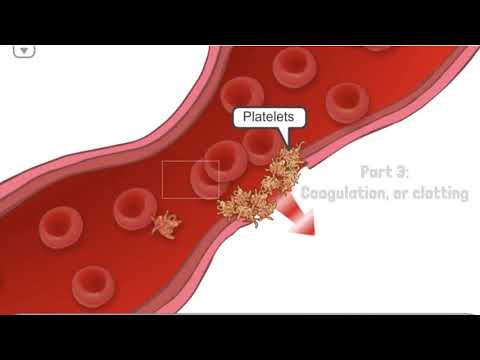 Hemophilia Clotting Cascade - How does your body stop bleeding?