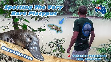 Finding The Rare Australian Platypus - Near Threatened Species - Atherton Tablelands, Far North QLD