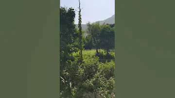 وادي الضباب 