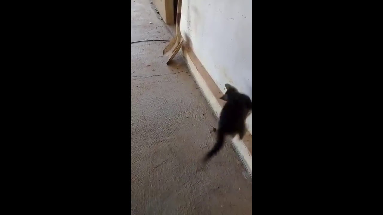 gato bailando - YouTube